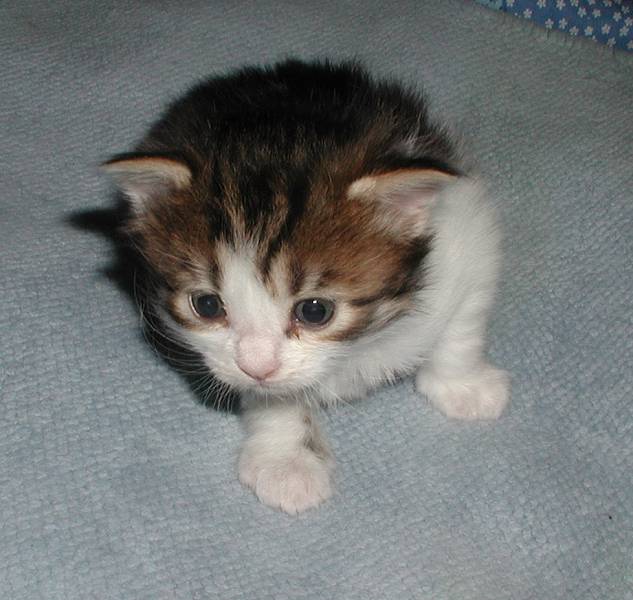 Brown mackerel tabby white girl