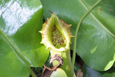 meijer_gardens
