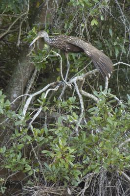 limpkin evening stretch