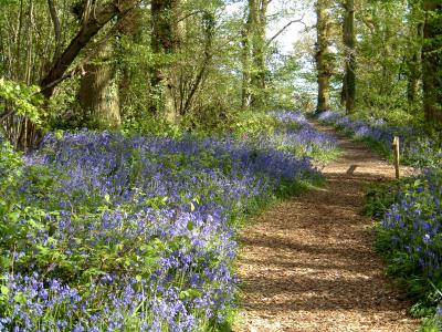 bluebells2.JPG