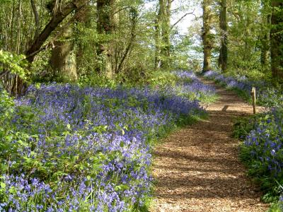 bluebells2.JPG