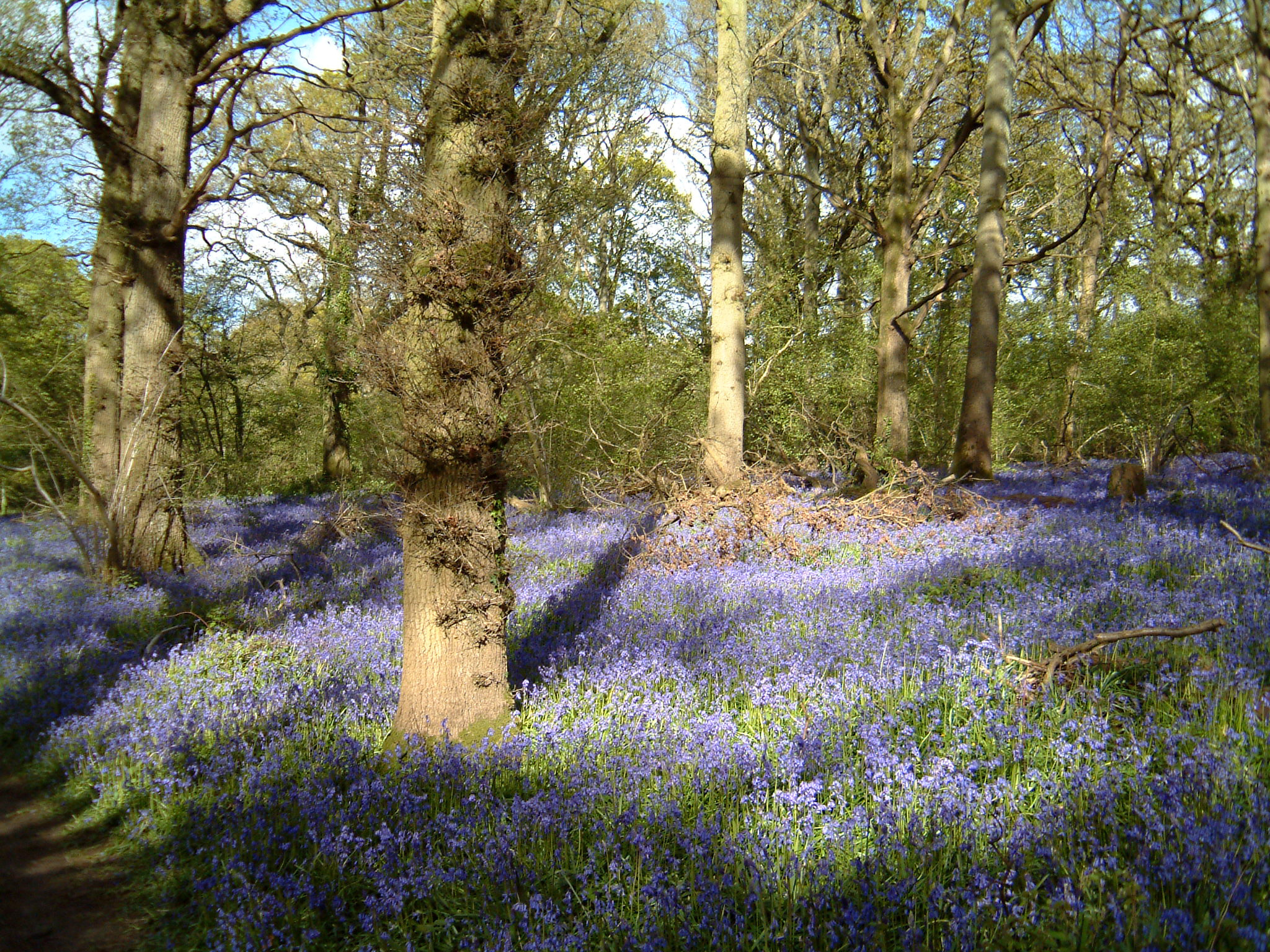 bluebells5.JPG