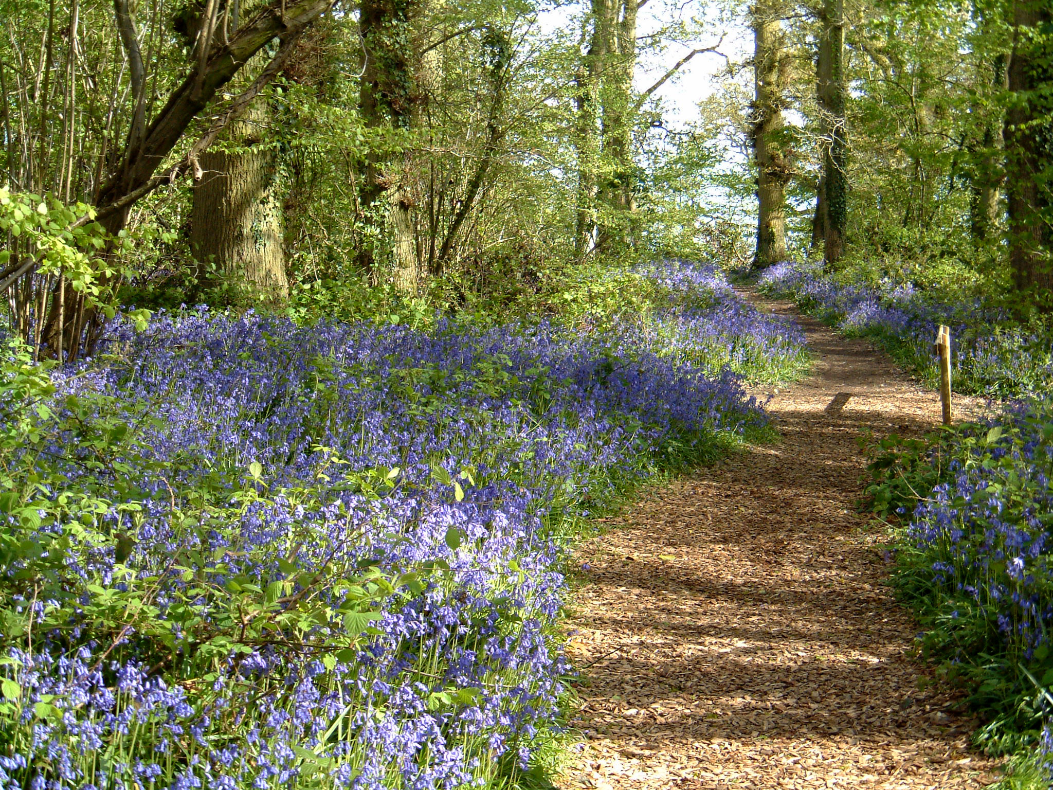 bluebells2.JPG