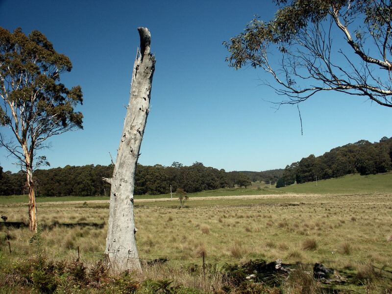 Dead tree