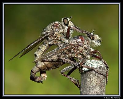 Robberflies Tying the Knot 2