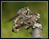 Robberflies Tying the Knot 2
