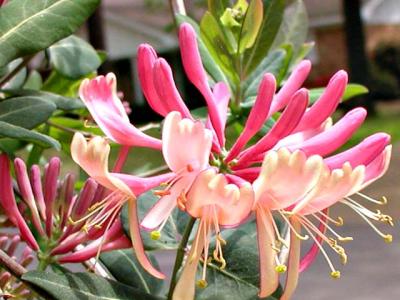 Honeysuckle, Pink Lemonade