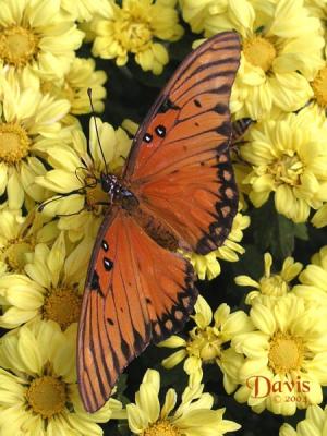 Butterfly on mum