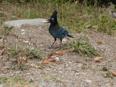 Blue Jay at Pleasant Vally cg. 9-07-02..1.JPG