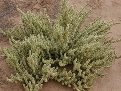 Cactus at Dinosaur national monument 2.JPG