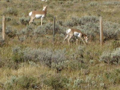 Antalopes in Wyoming 9-9-02...JPG