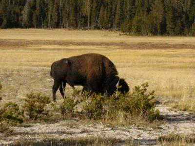 Yellowstone National Park, Bison Jam  9-10-02..9.JPG