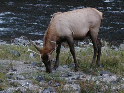 Yellowstone National Park, Elk deer -Fire Hole Rd.  9-10-02..2.JPG