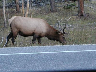Yellowstone National Park, Elk eating on side of rd.  9-10-02..1.JPG