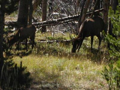 Yellowstone National Park, Female Elk Deer & baby 9-10-02..1.JPG