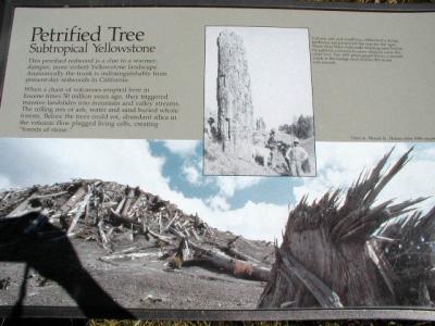 Petrified Tree in Yellowstone N.P. 9-11-02..1.JPG