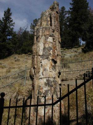 Petrified Tree in Yellowstone N.P. 9-11-02..2.JPG