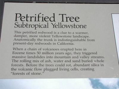 Petrified Tree in Yellowstone N.P. 9-11-02..4.JPG