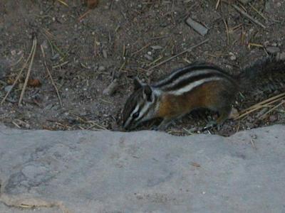 u9/mrtea630/medium/6547649.BryceCanyonNationalParkBrycePoint91502.13.jpg