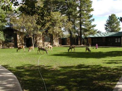 Deer in Grand Canyon Lodge  9-16-02..1.JPG