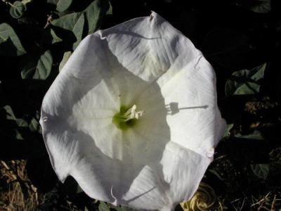 Flowers outside of northrim lodge 9-16-02..2.JPG