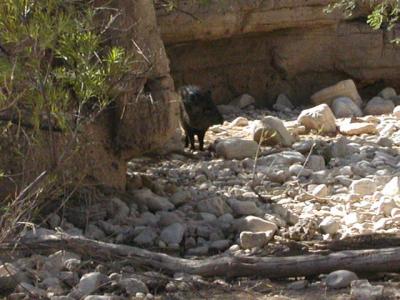 u9/mrtea630/medium/6549180.CollaredPeccarypic91802.jpg