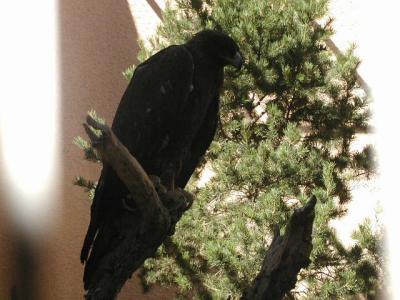 u9/mrtea630/medium/6549194.GoldenEagleatLivingDesert91802.jpg