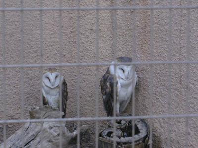 Owl at Living Desert 9-18-02.JPG