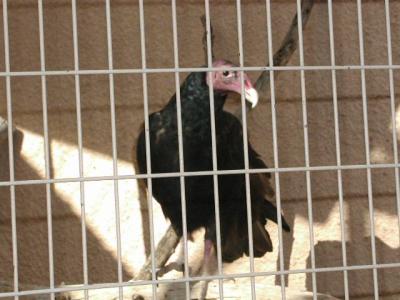 Turkey Vulture  at Living Desert 9-18-02.JPG