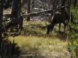 Yellowstone National Park, Female Elk Deer & baby 9-10-02..1.JPG