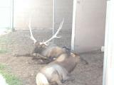 Elk at Living Desert 9-18-02..2.JPG