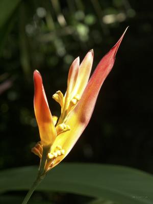 OrangeYellow Tall Flower.jpg