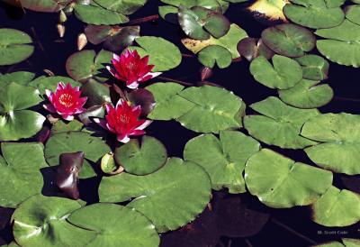 Red Flowers on Lily Pads.jpg