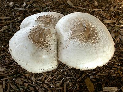 Three Mushrooms.jpg