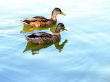 Central Park Ducks.jpg