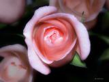 Pink Rose Dream.jpg