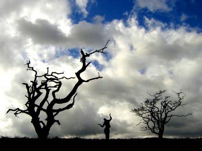 Lake District... Trees