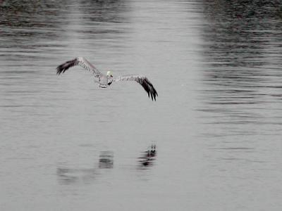 Brown Pelican in the Rain