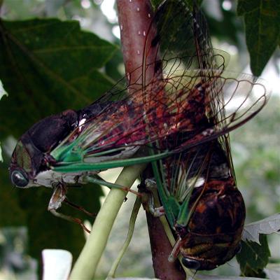 Cicadas