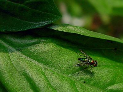 Green Metallic Fly