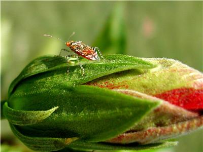 Stink Bug on Hibiscus