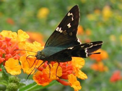 Long Tailed Skipper