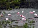 Roseate Spoonbills