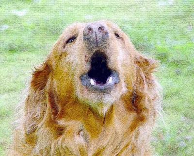 molly-the-dog