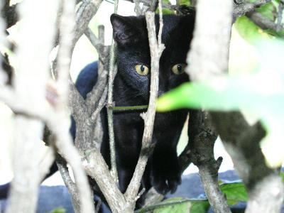 Hunting Cat  by Scotth61
