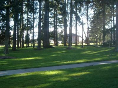 Sunlight through the trees