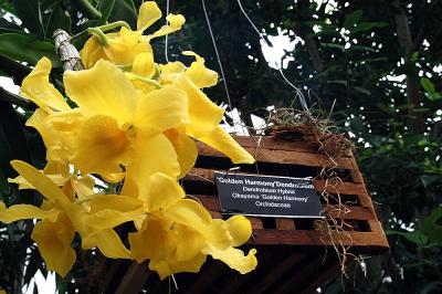 Golden Harmony Orchid.jpg