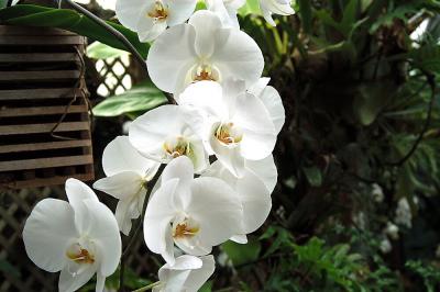 Orchids1.jpg