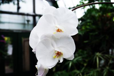 Orchids3.jpg