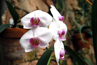 Orchids4.jpg